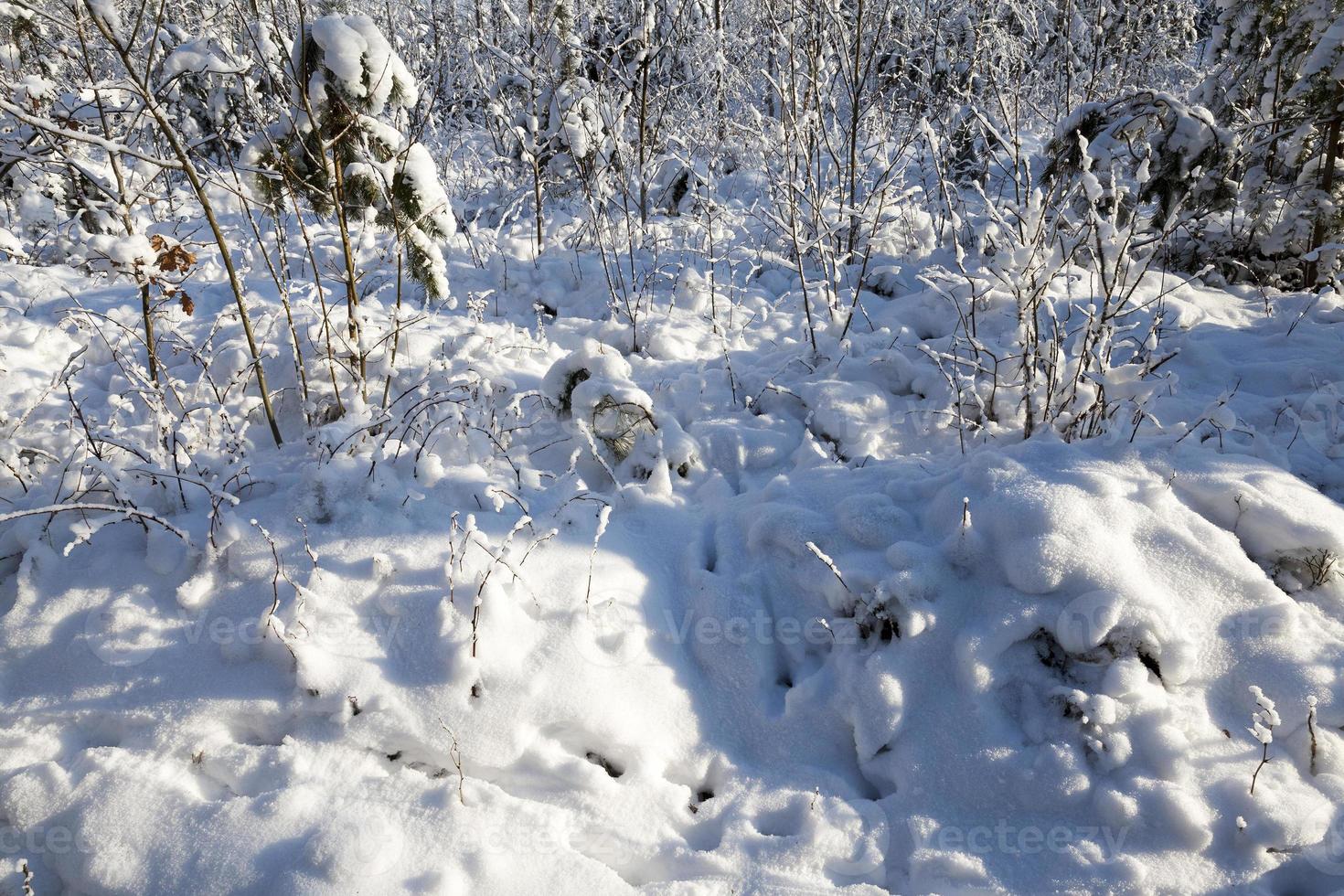 Snow drifts in winter photo