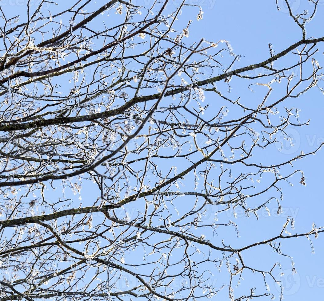 Beautiful branch, close up photo