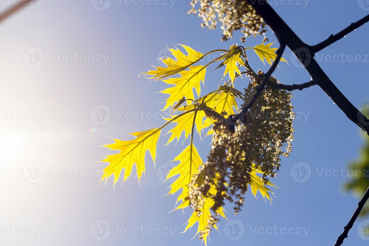 Oak tree in spring photo