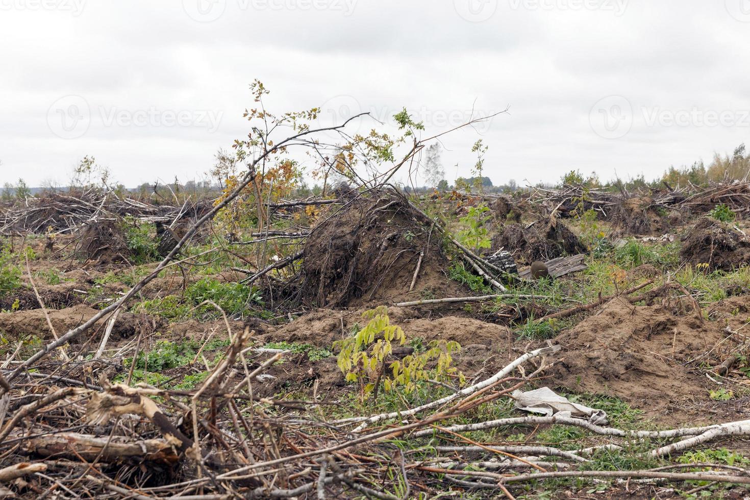 The broken trees photo