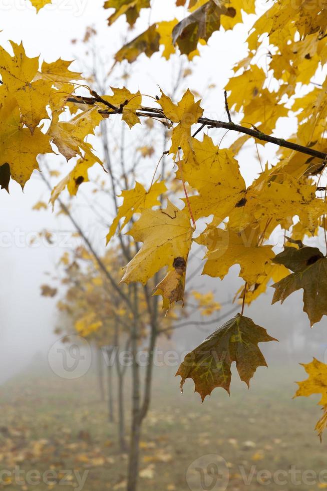 Fog in autumn season photo