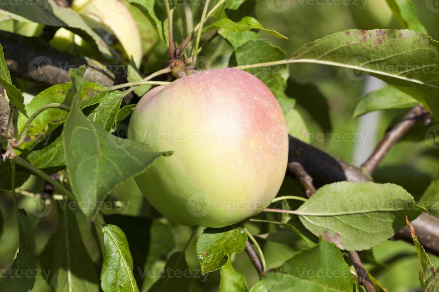 apples on the tree photo