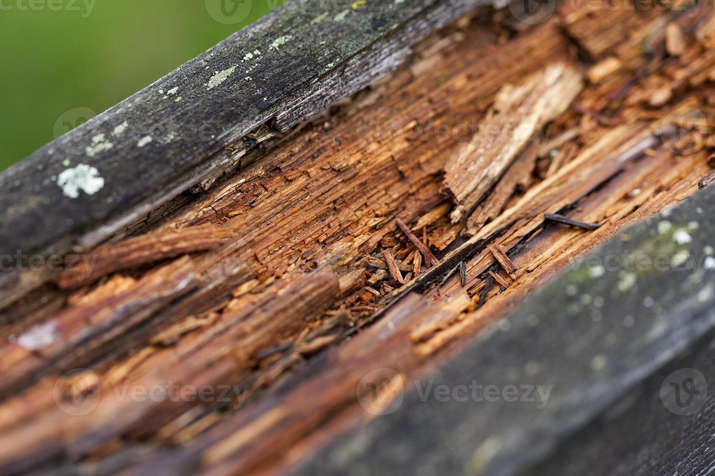split the old tree photo