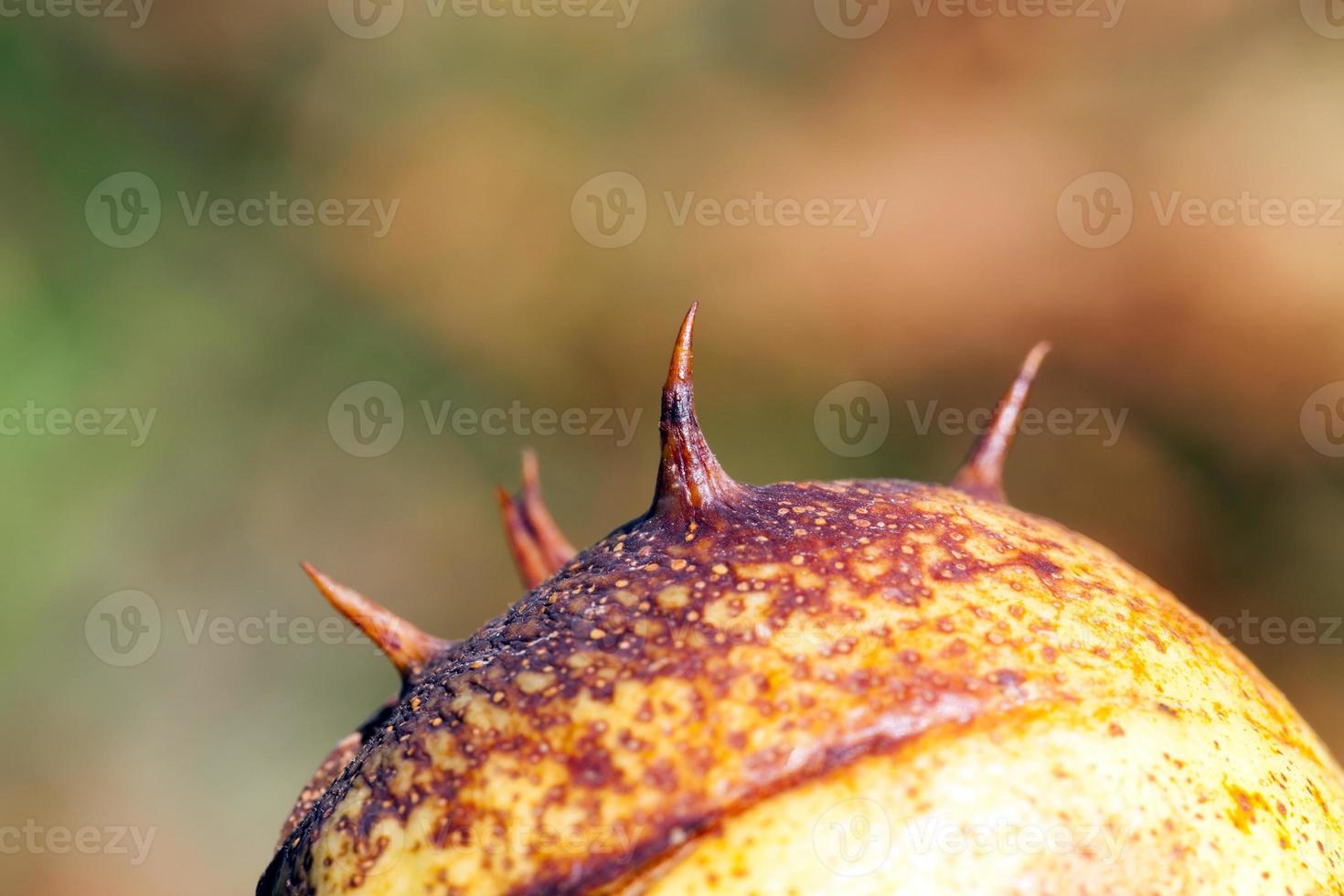 castaño espinoso, detalles foto