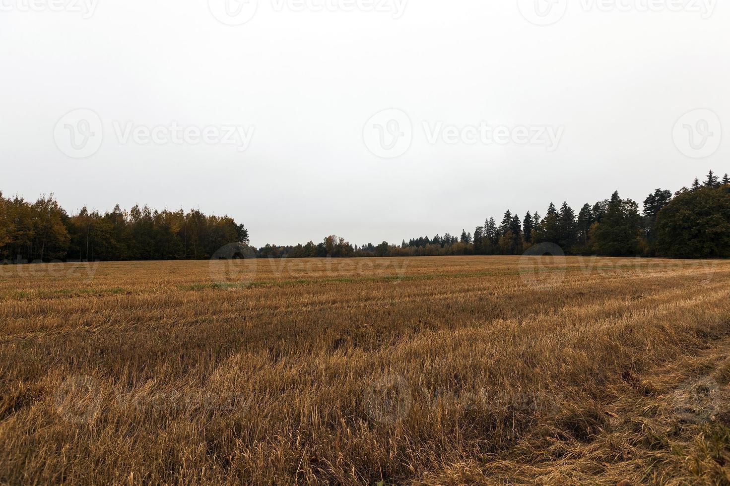 tiempo de otoño, campo foto