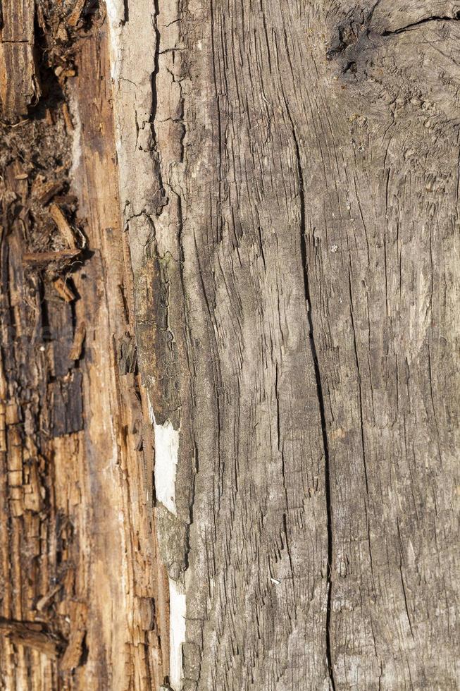 la destrucción de la madera foto