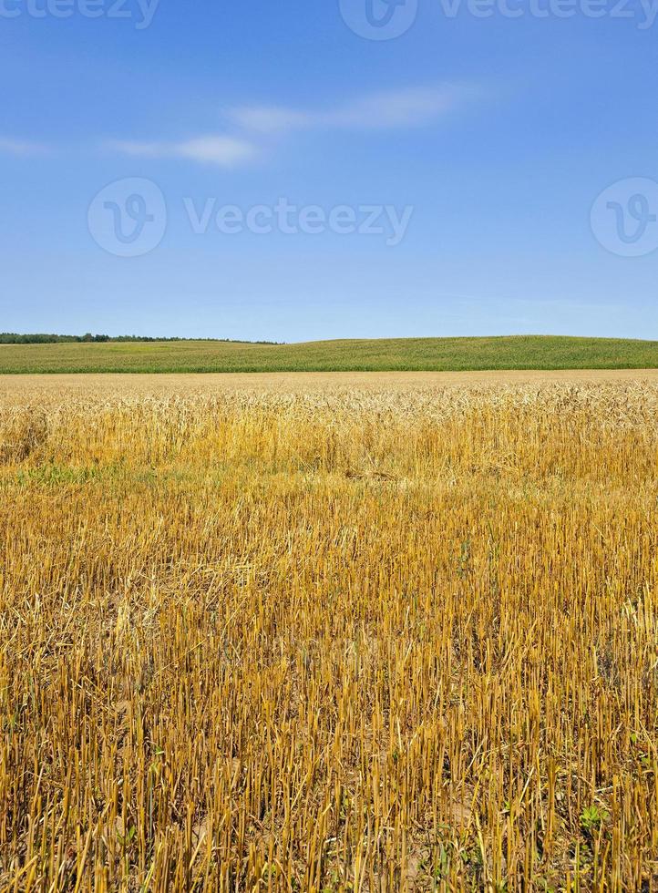 primer plano del campo agrícola foto