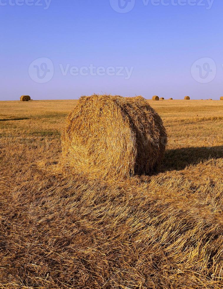 pila de paja en un campo foto