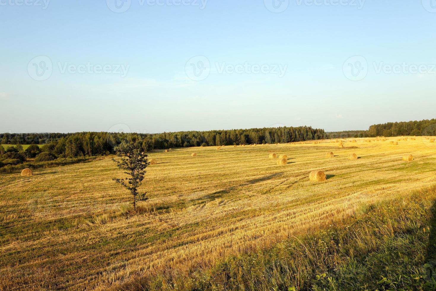 straw stack and sky photo