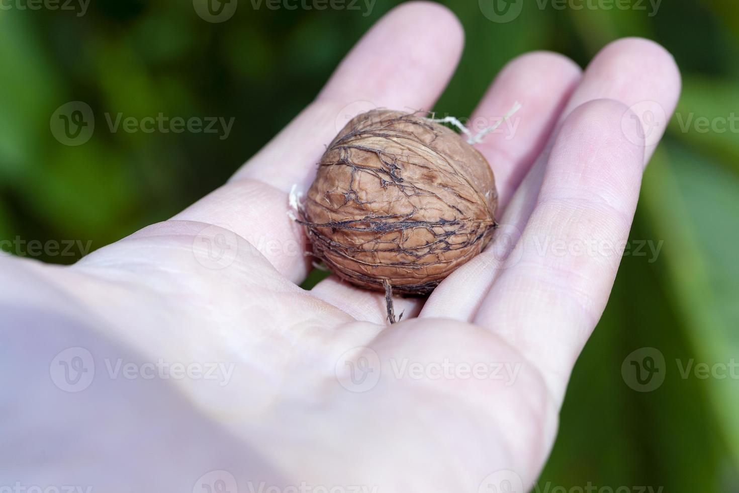 walnut close up photo