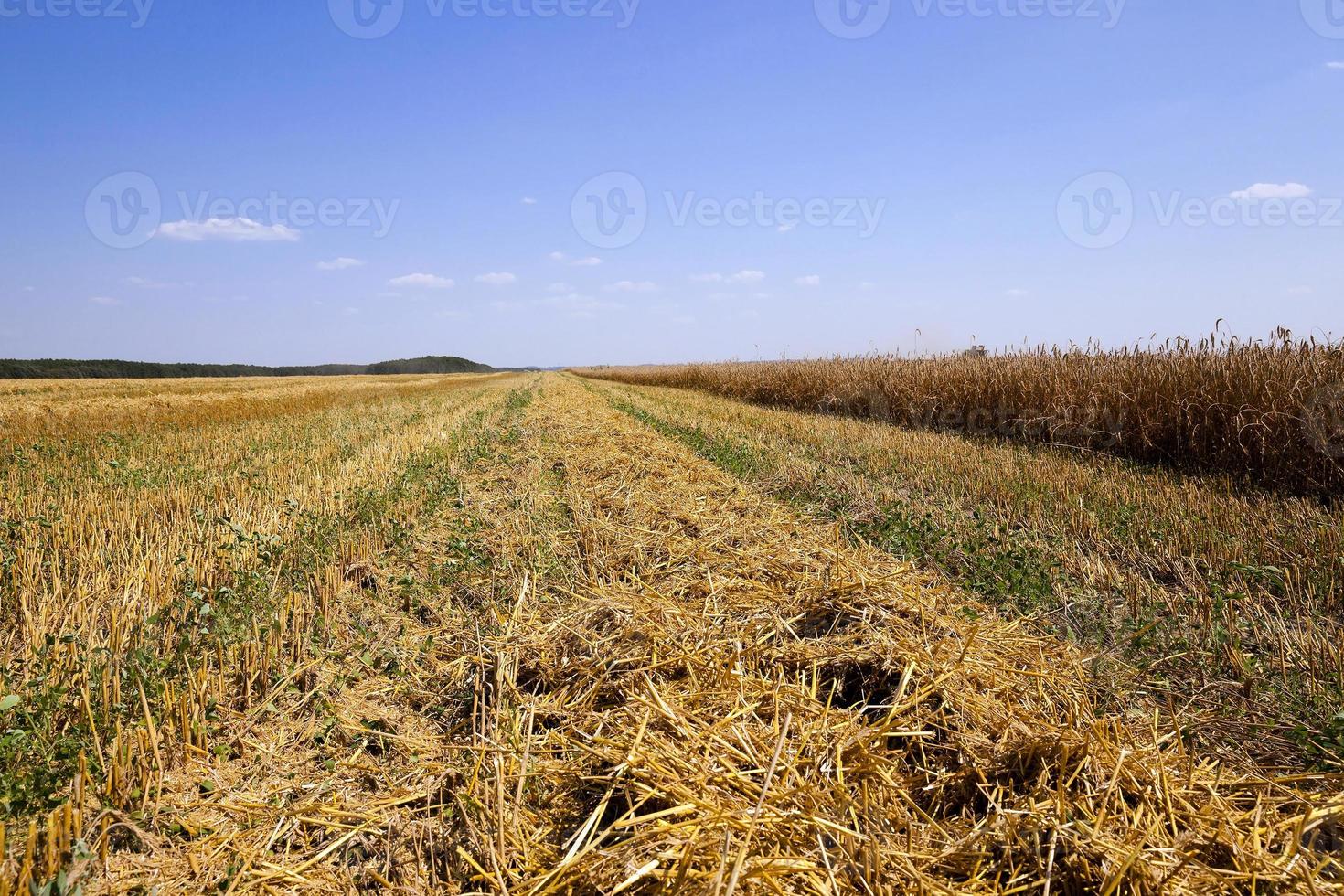 cosecha en un campo foto