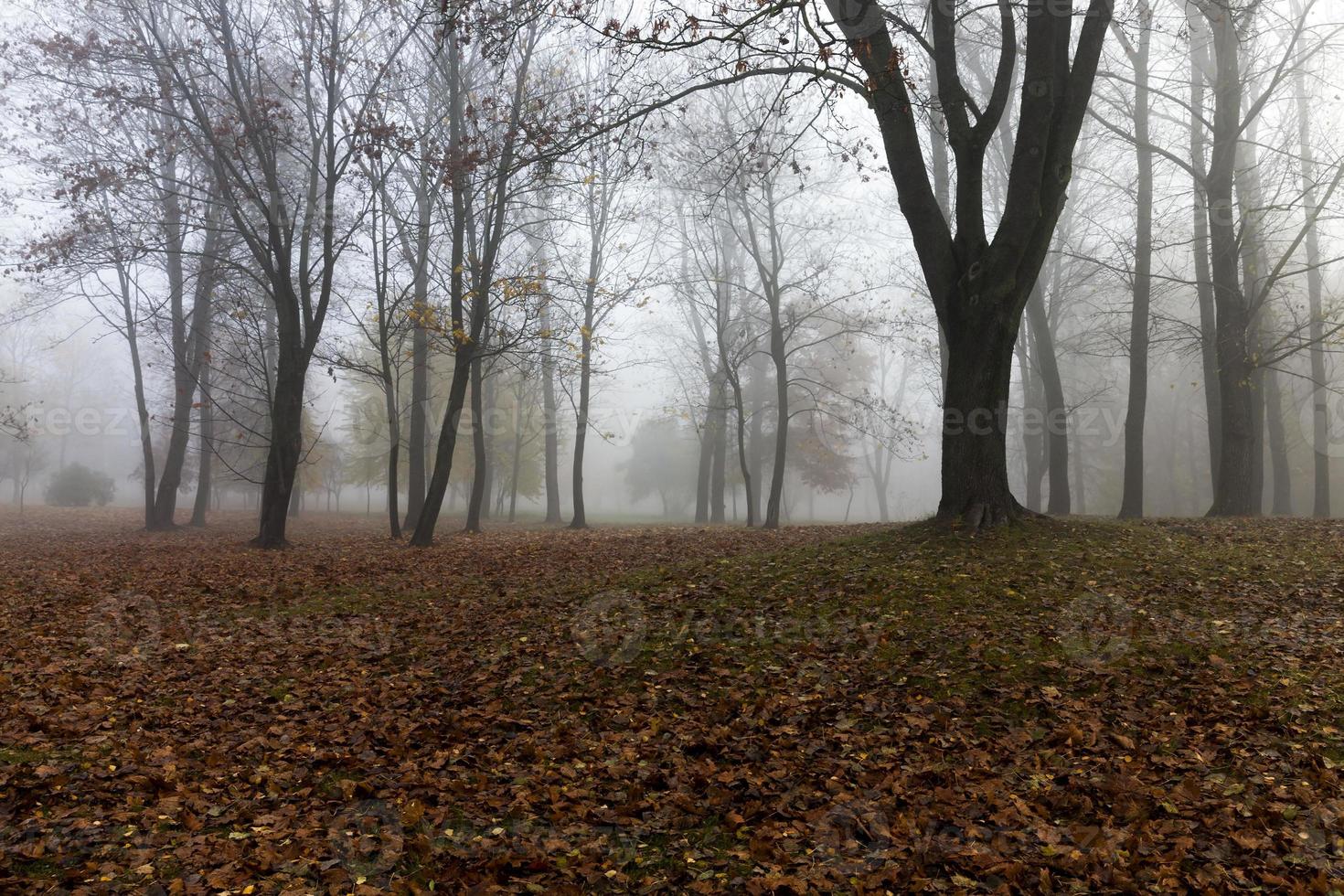 Fog in autumn season photo