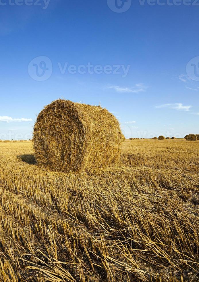 primer plano del campo agrícola foto