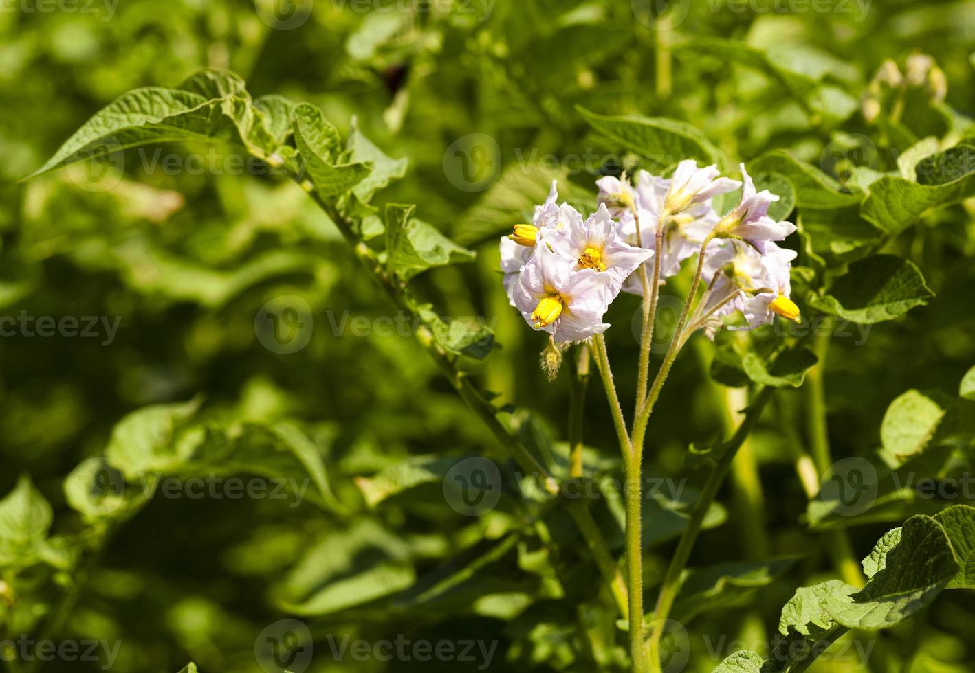 potato field  . Belarus photo