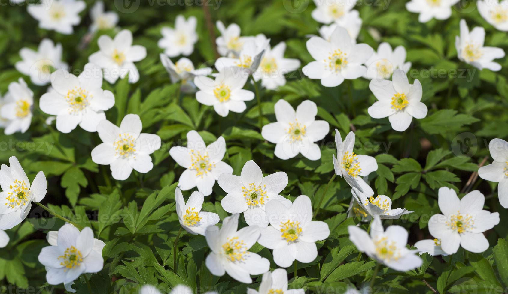 spring flowers . close-up photo