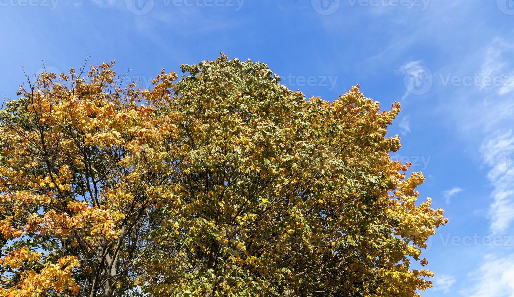 autumn leaves of maple photo