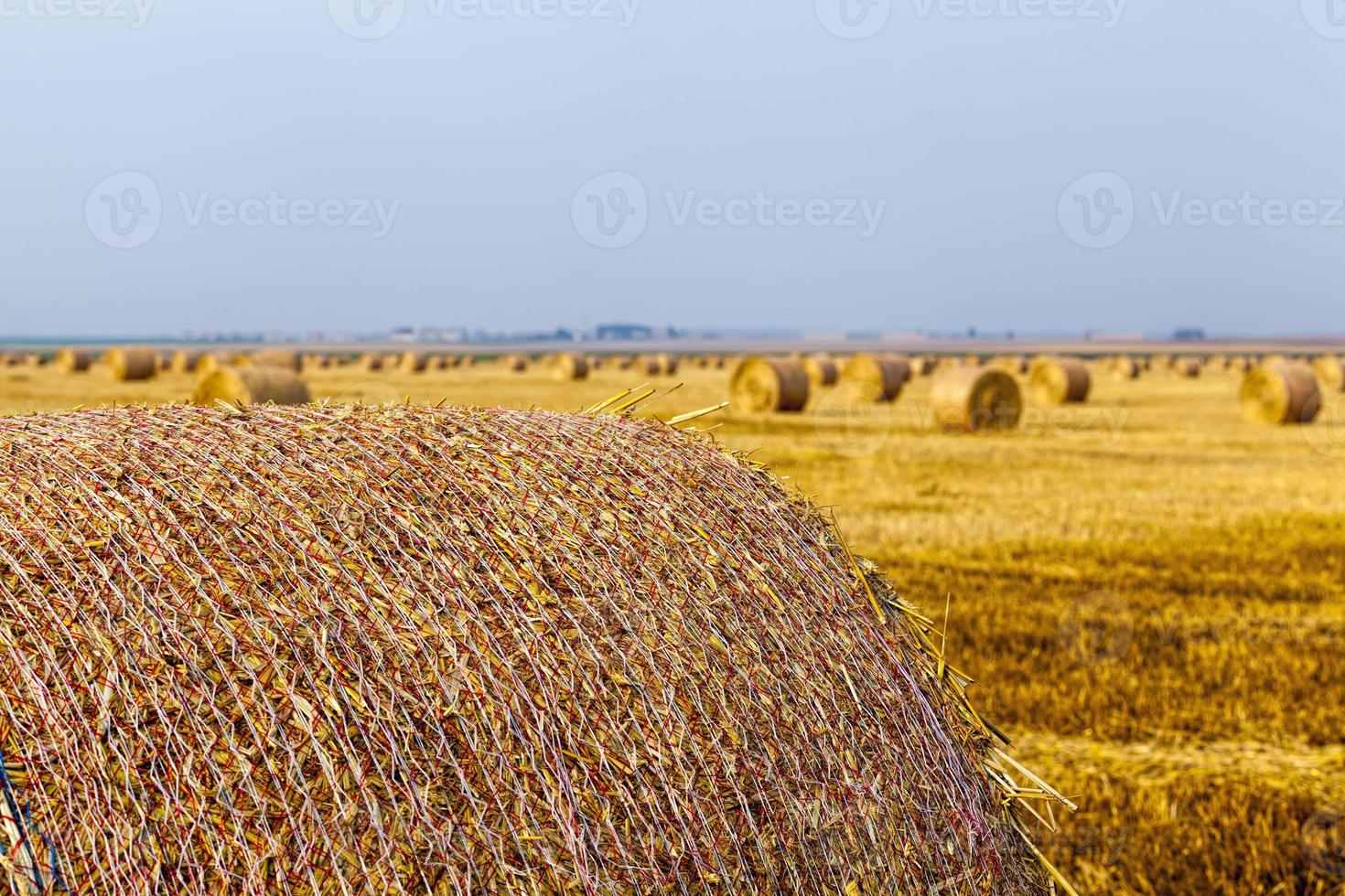 agricultural field with straw stacks photo