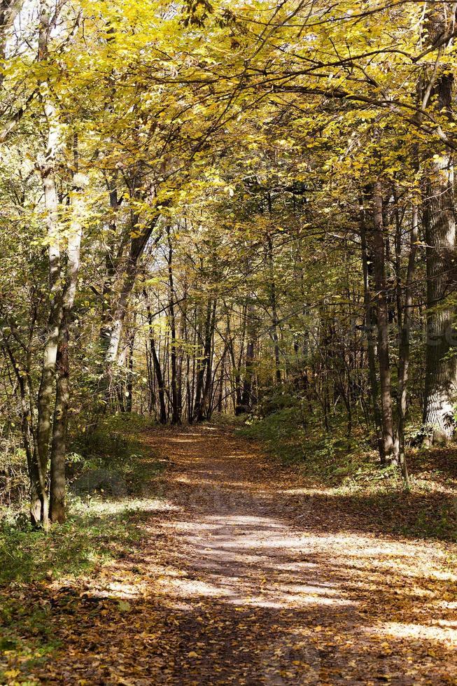 autumn forest . Belarus photo