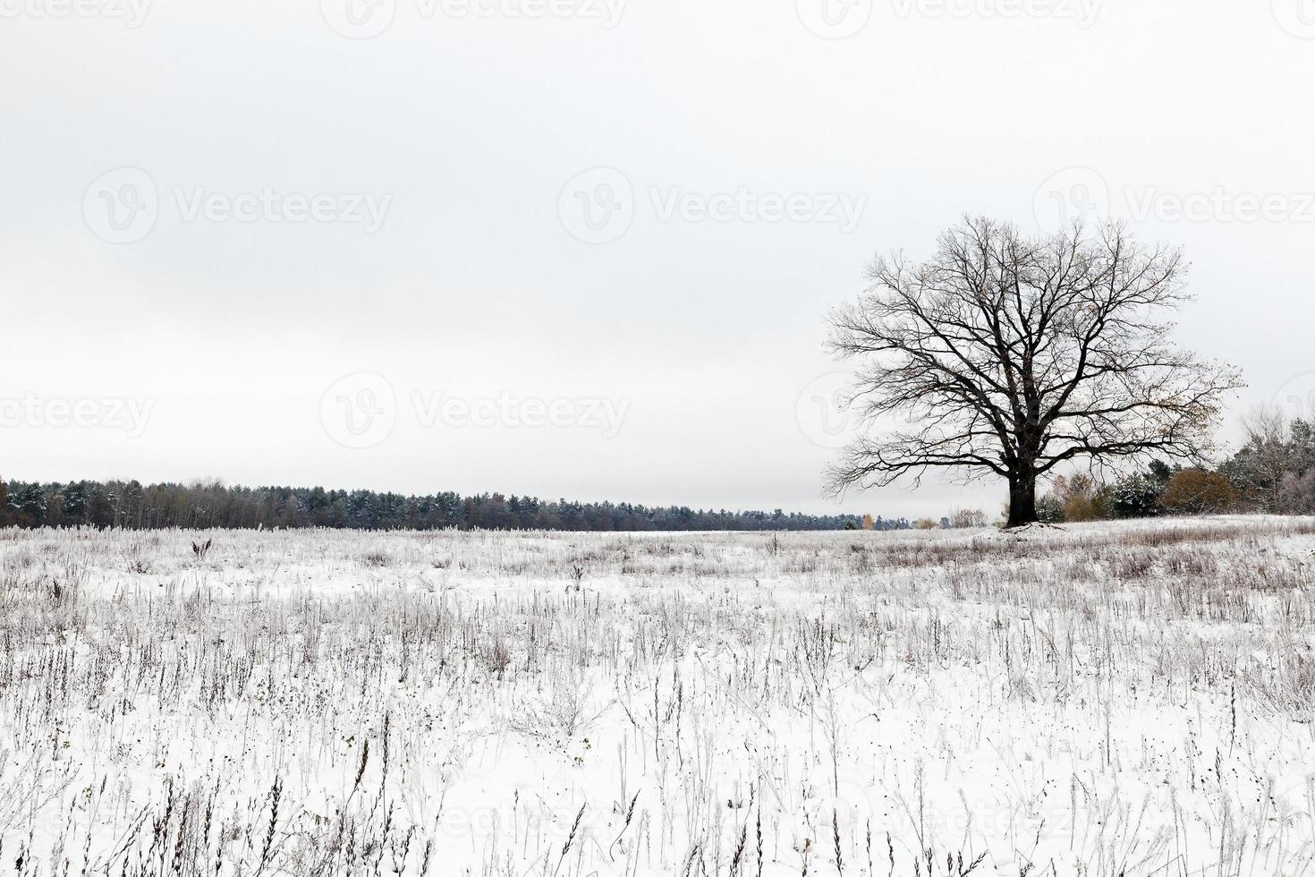 lonely tree . snow. photo