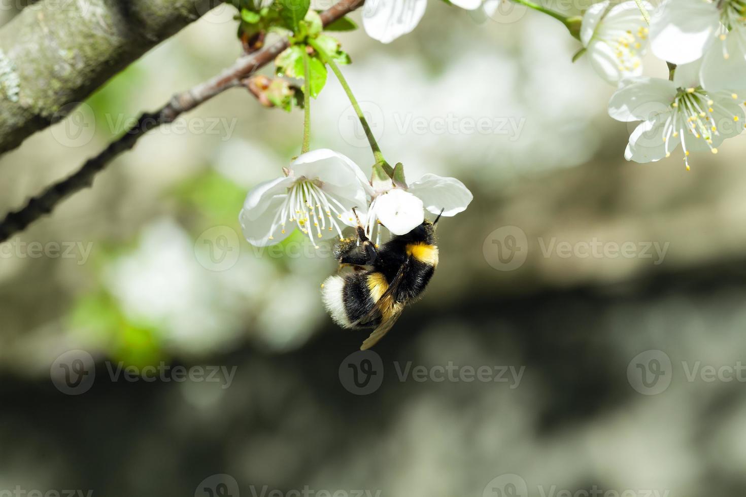 cherry blossoms  . spring photo