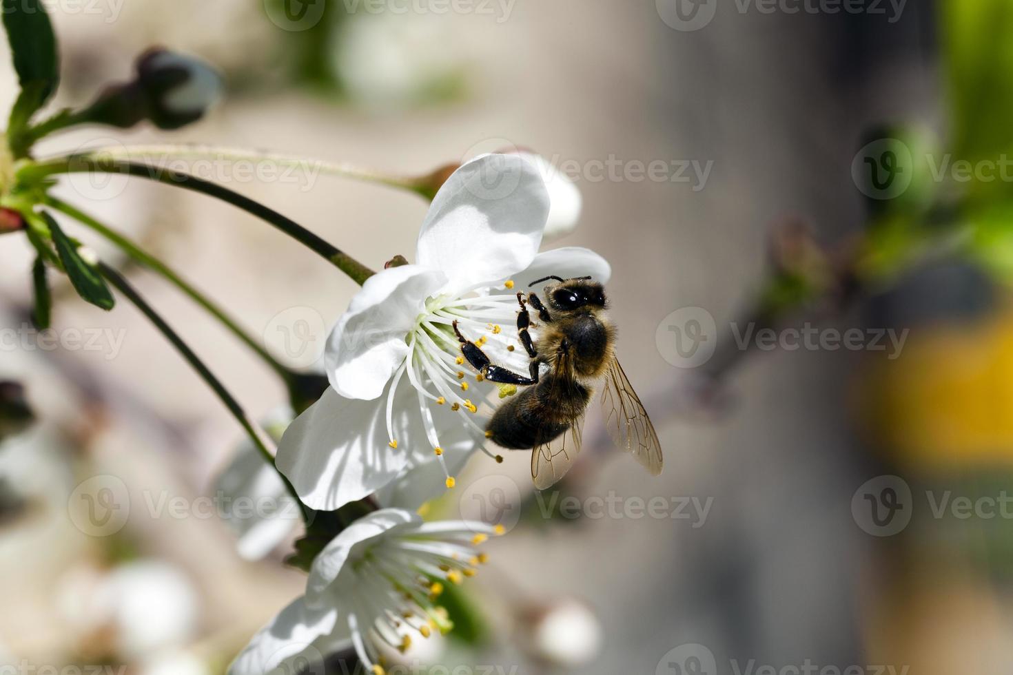 cherry blossoms  . spring photo