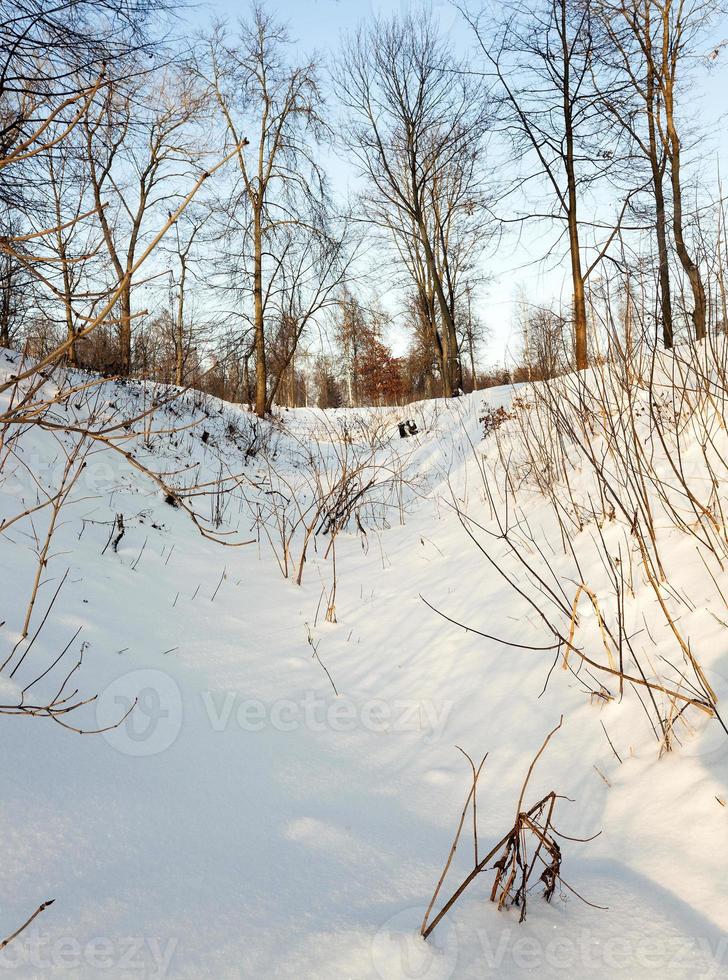 trees in winter photo