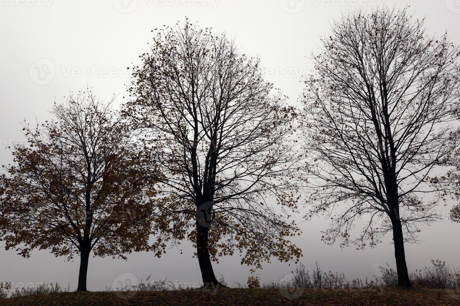 árboles en la niebla foto