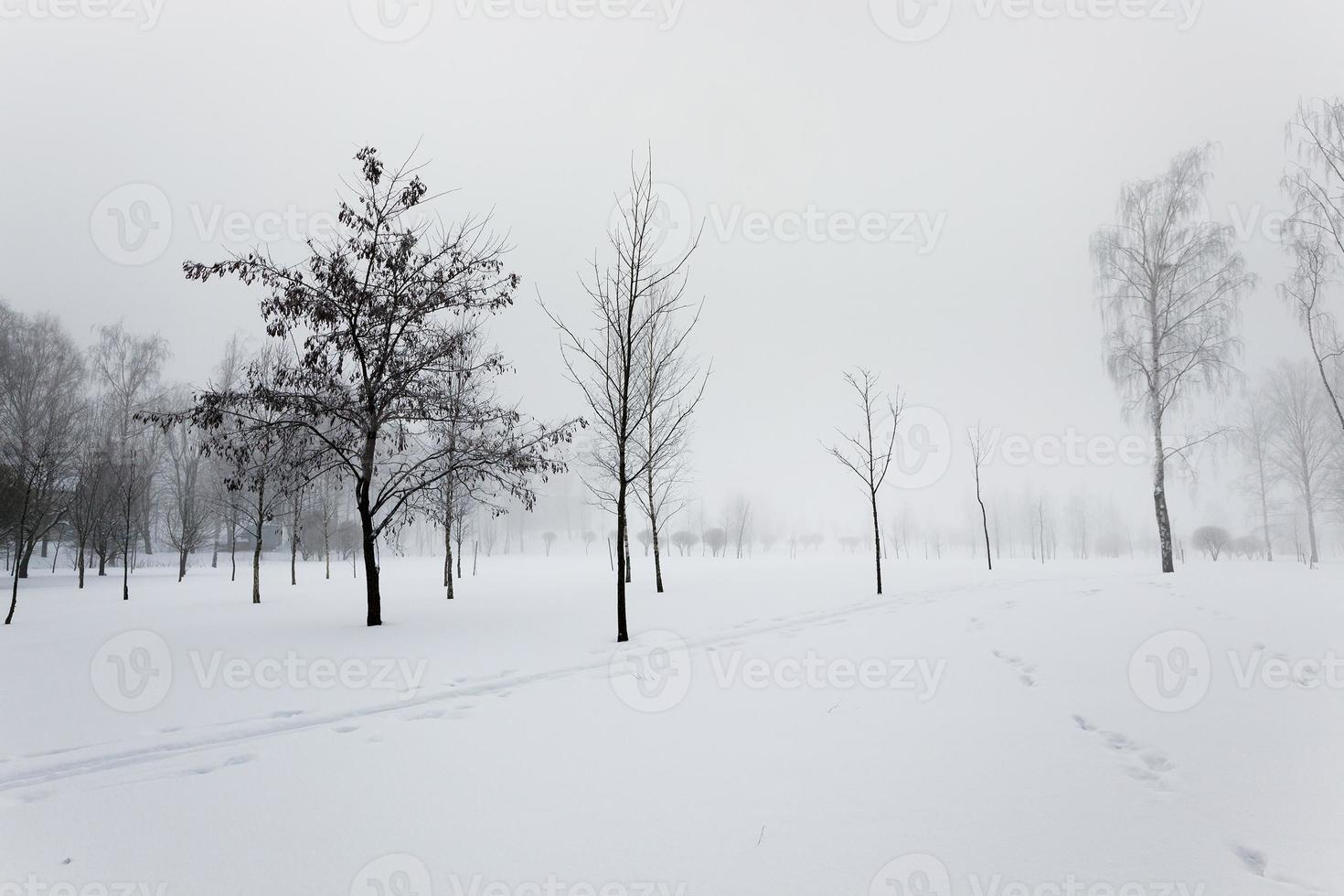 árboles en invierno foto