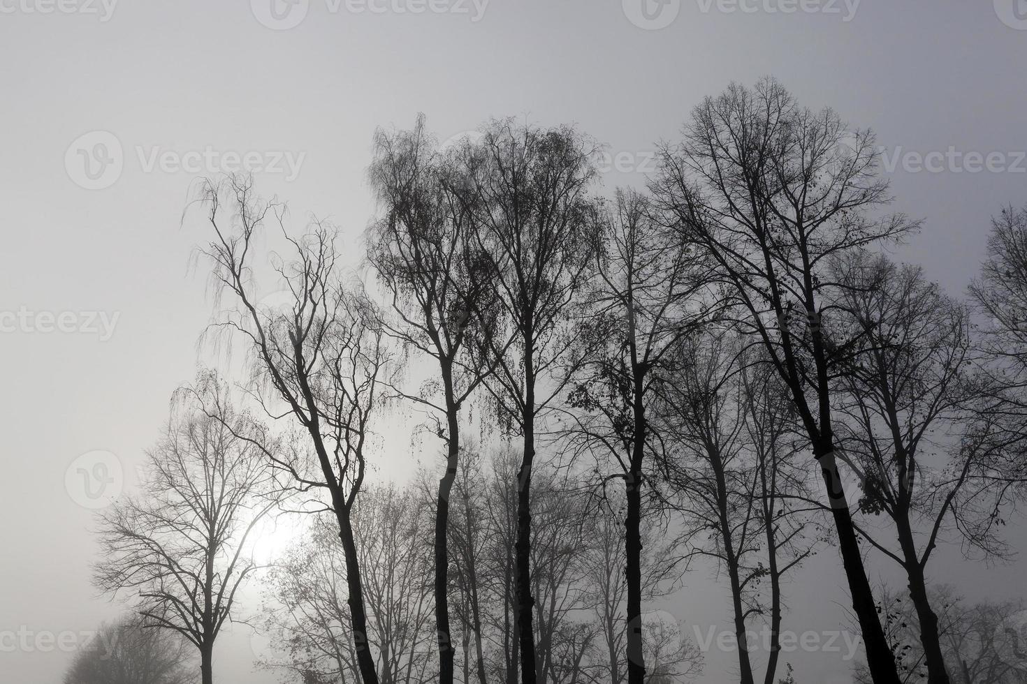 Fog in autumn season photo