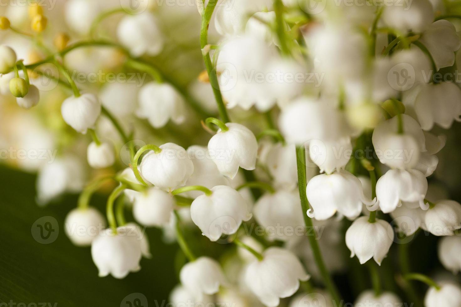 Lily of the valley close-up photo