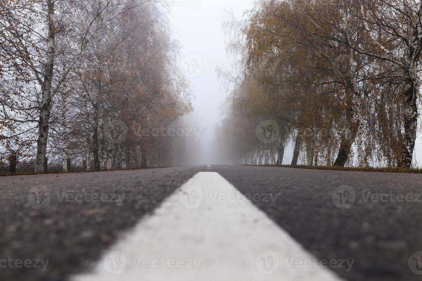 asphalted road, autumn photo