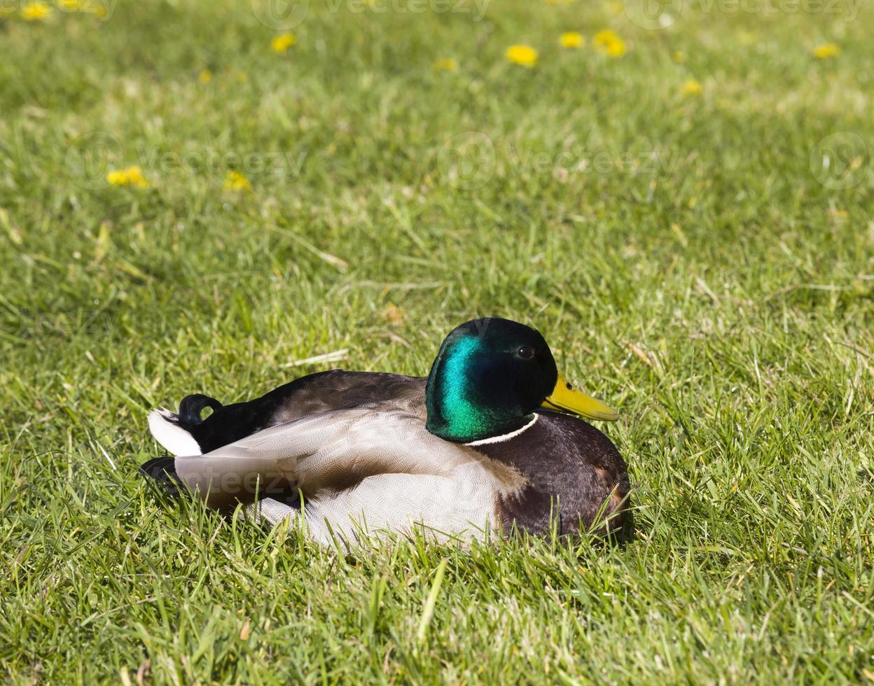 Duck resting, close up photo