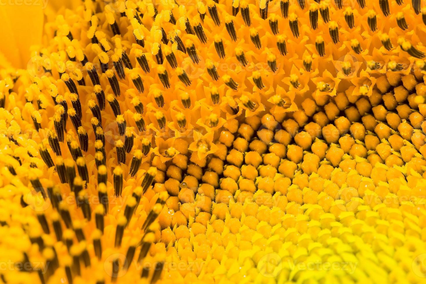 the middle of the inflorescence of yellow sunflowers photo