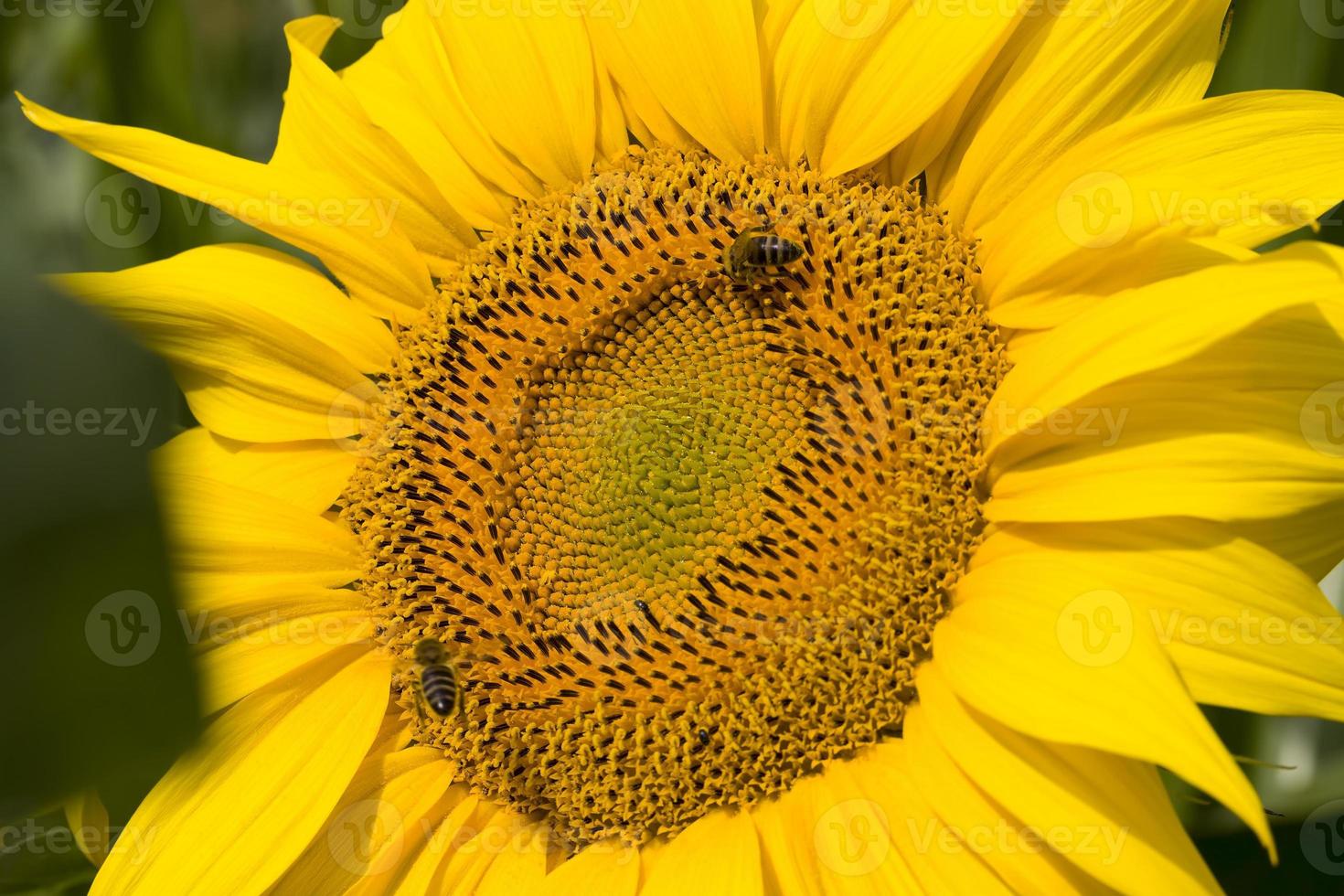 sunflower during pollination 9411229 Stock Photo at Vecteezy