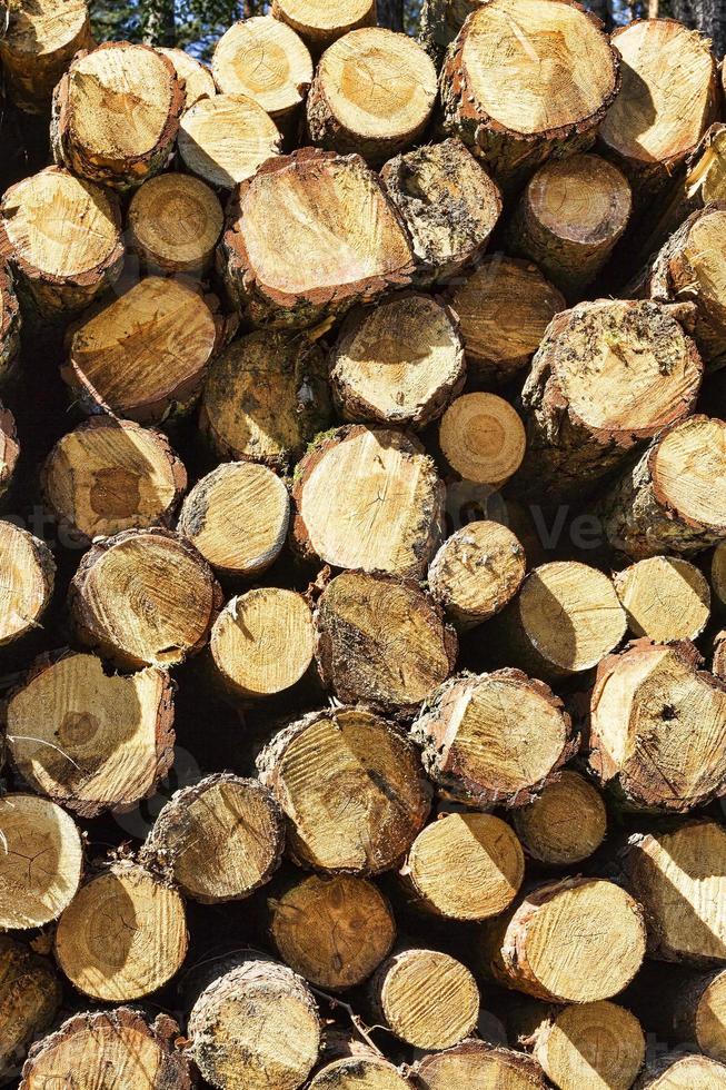 pine trunks, close up photo