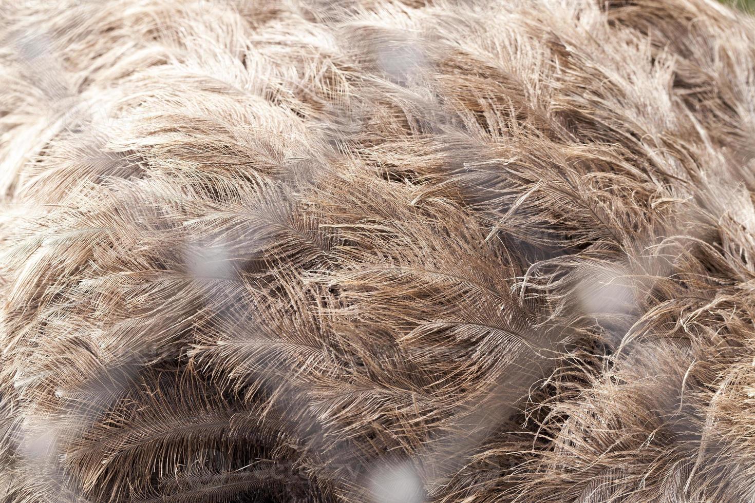 zoológico de plumas emú foto