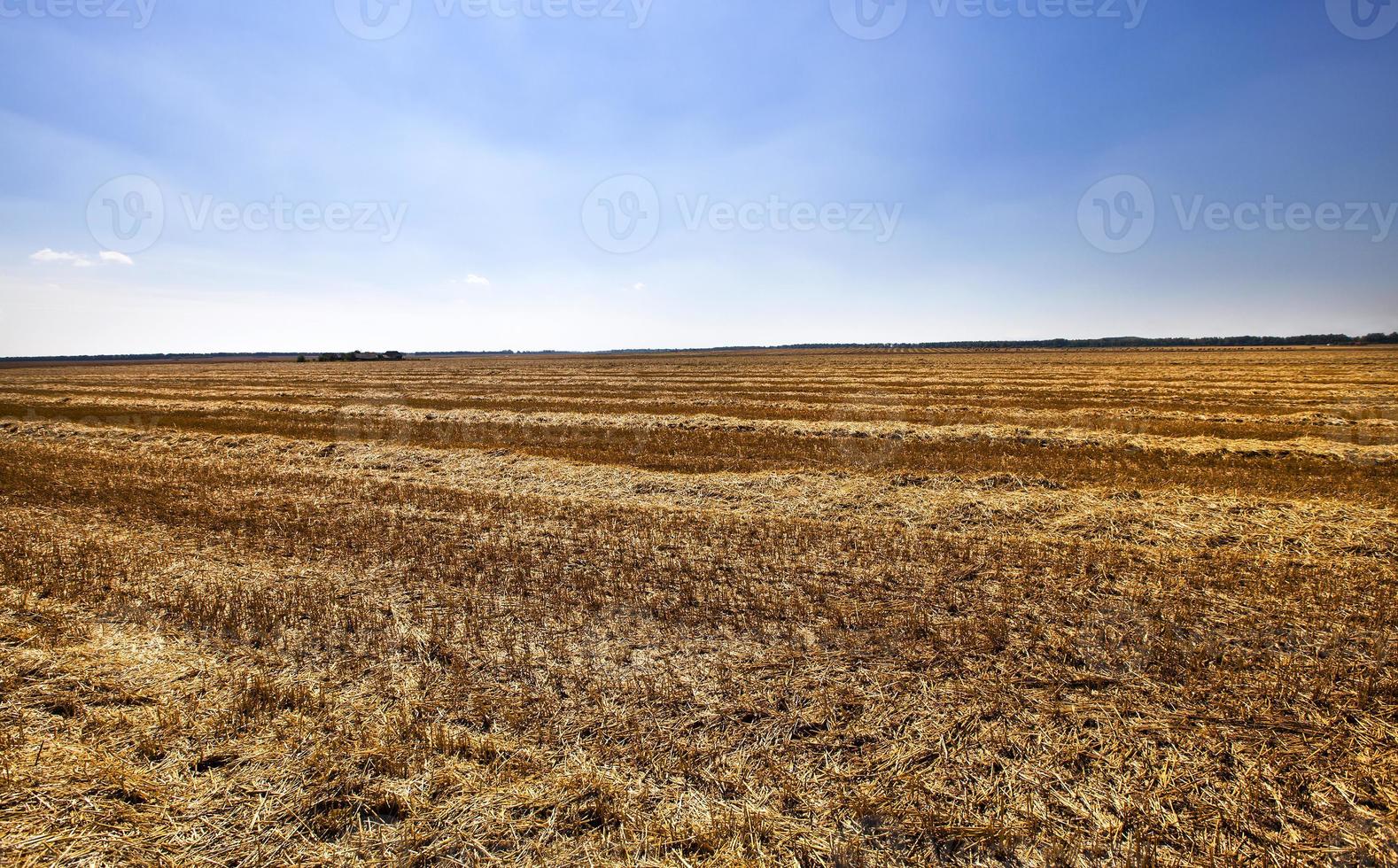 cosechar cereales - un campo agrícola en el que se recoge la cosecha de cereales foto