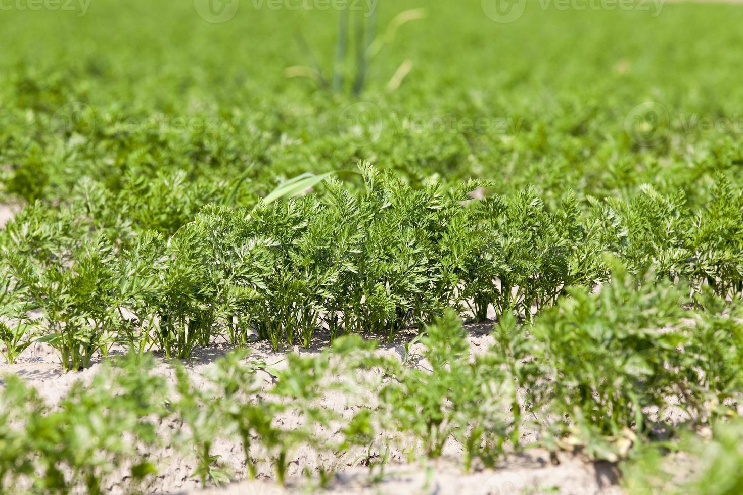 Field with carrot photo