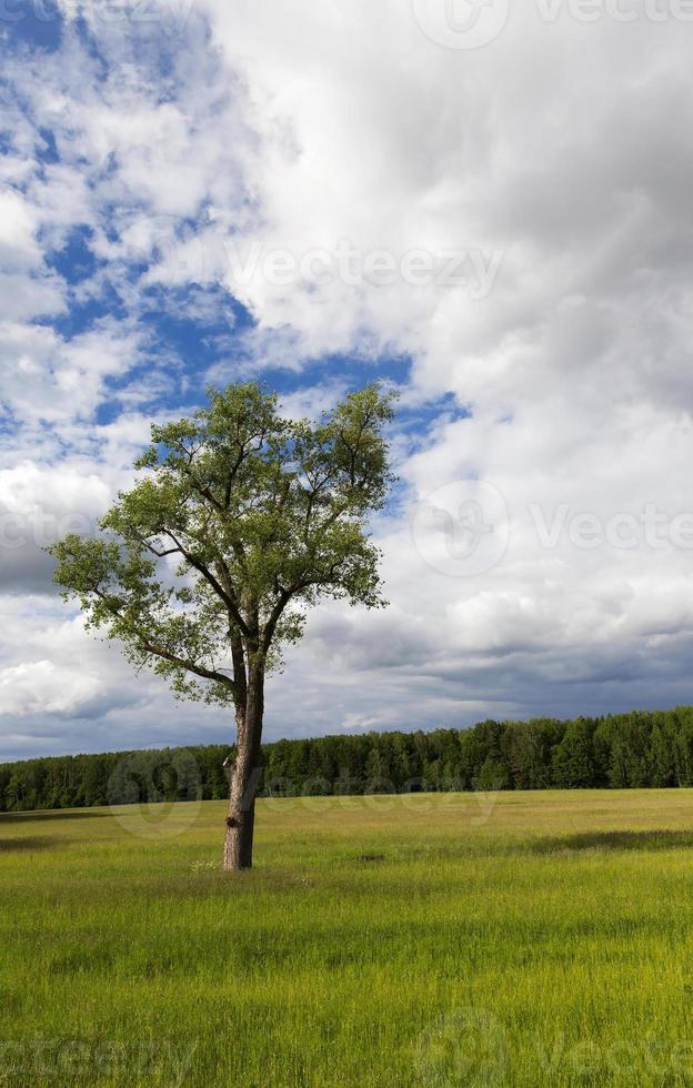 tree in the summer photo