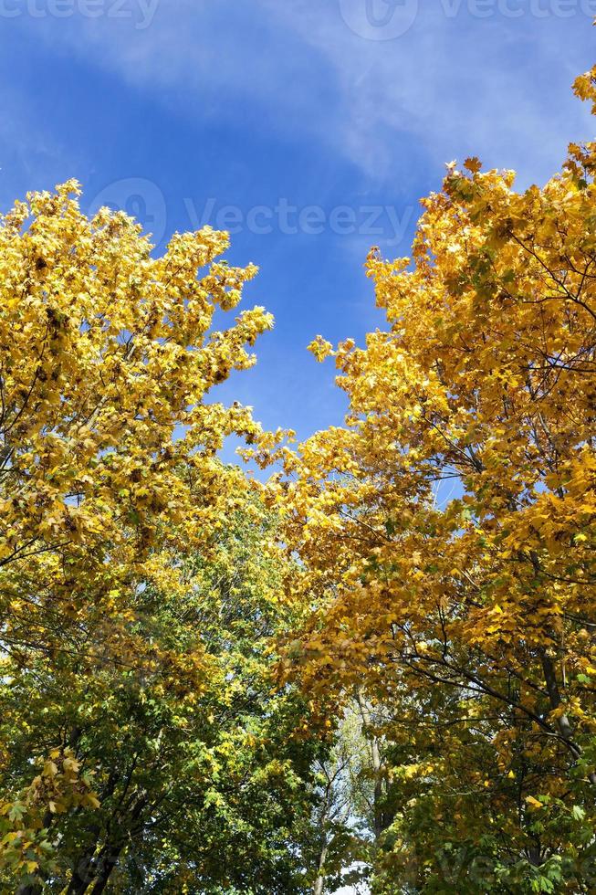 yellowed maple trees in autumn photo