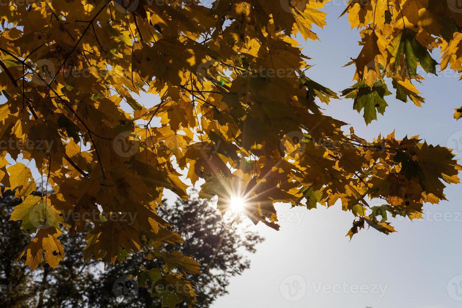 yellowed maple leaves photo