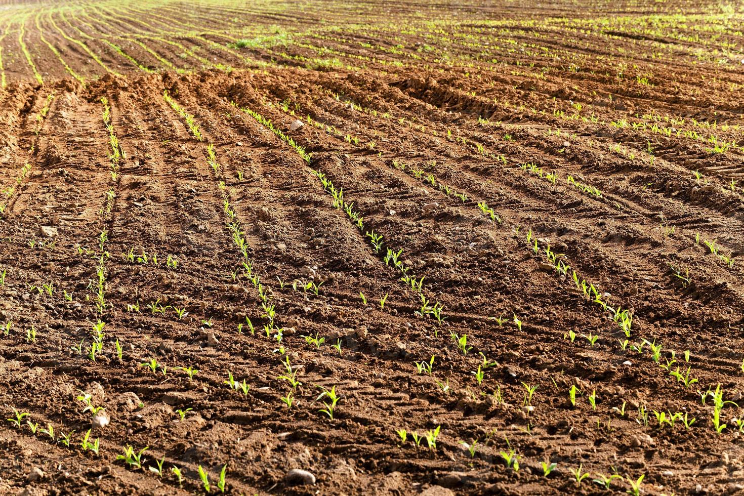 Agricultural field . corn photo