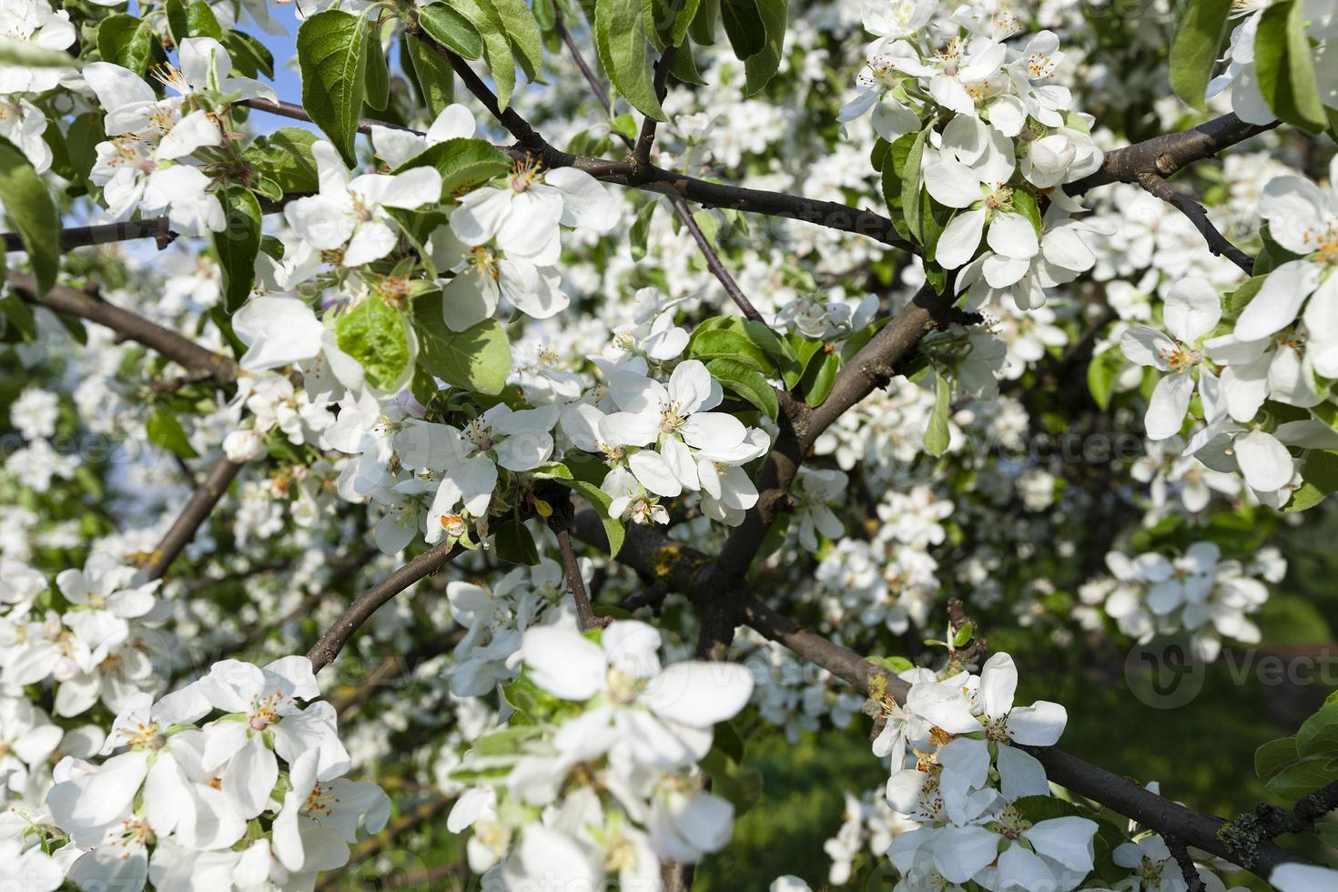 cherry blossoms . spring photo