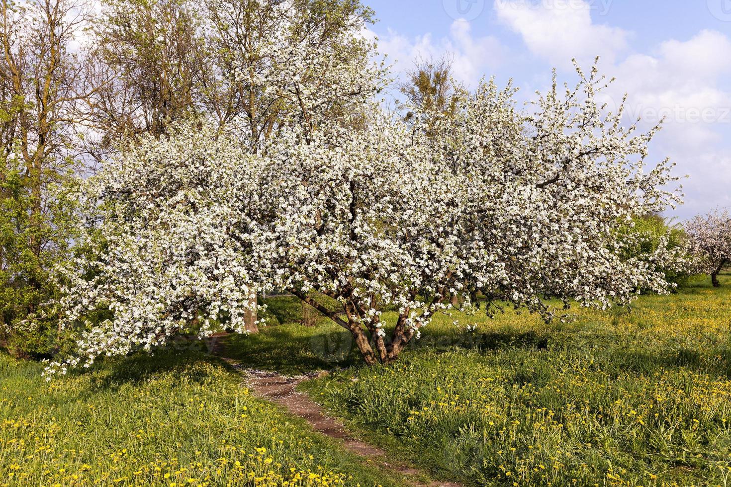 cherry blossoms. spring photo