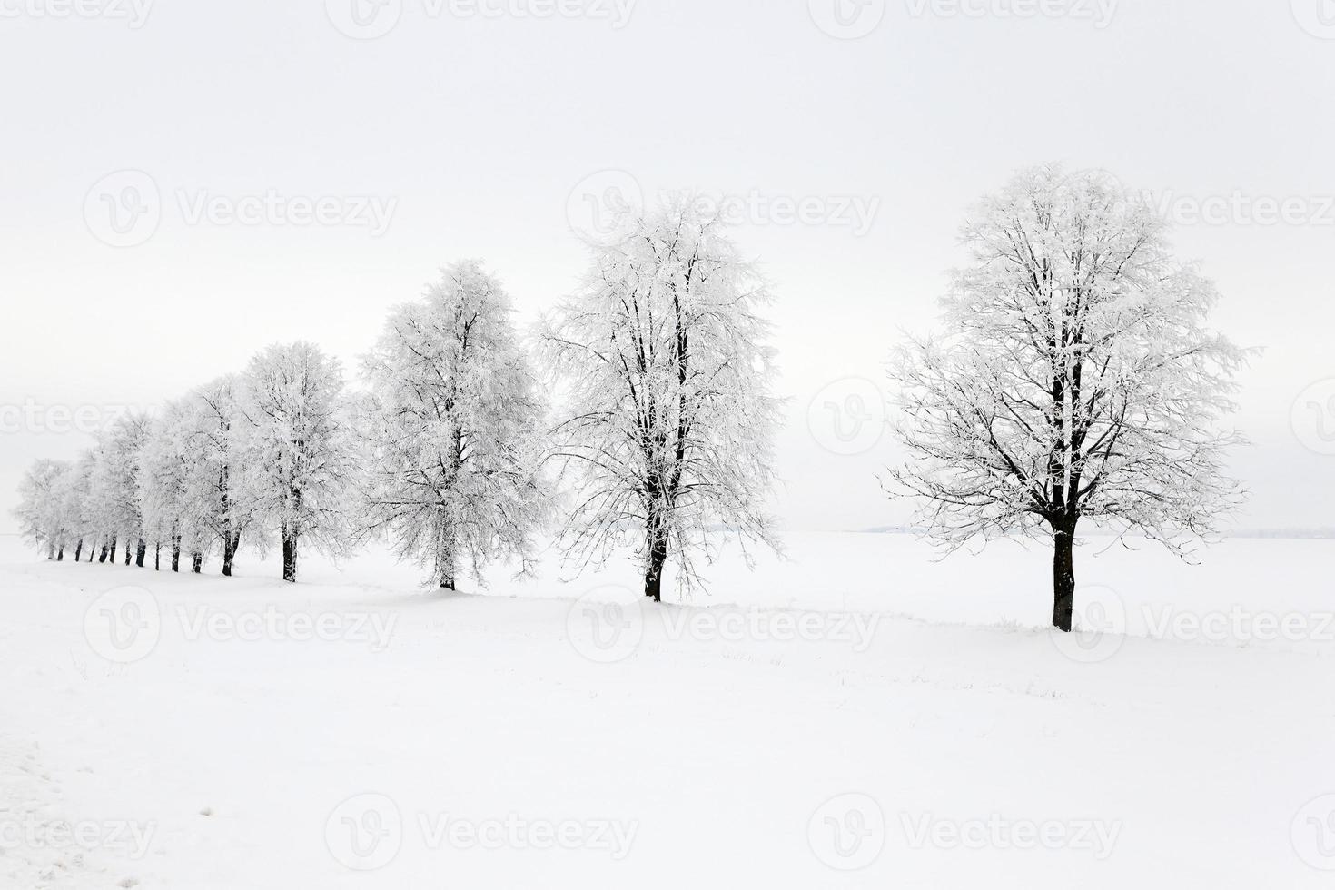 trees in winter photo