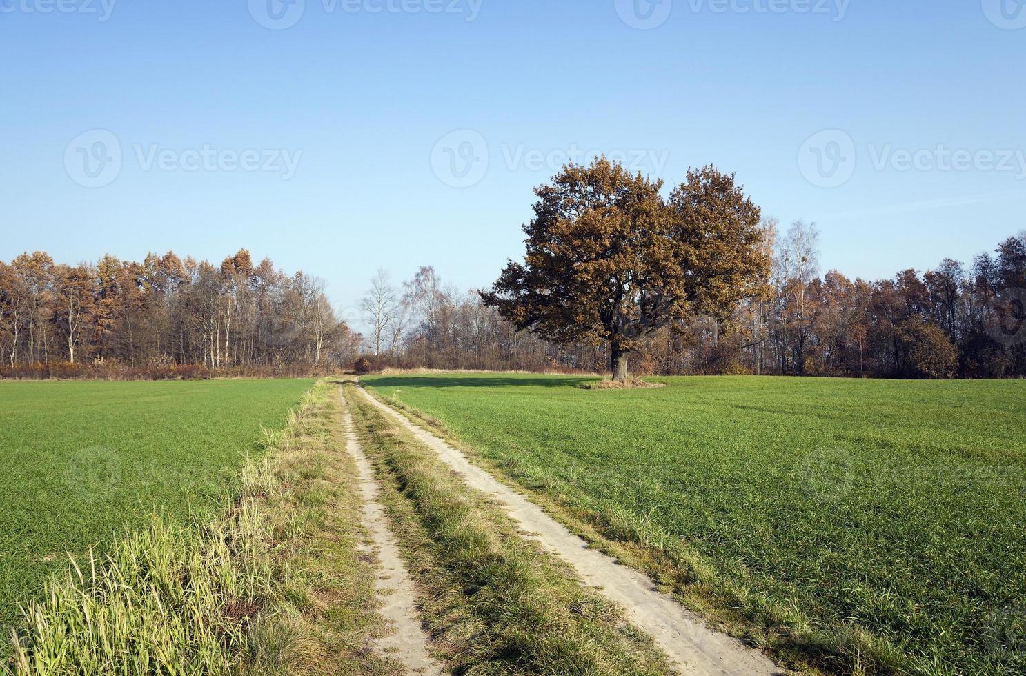 camino rural de tierra. foto