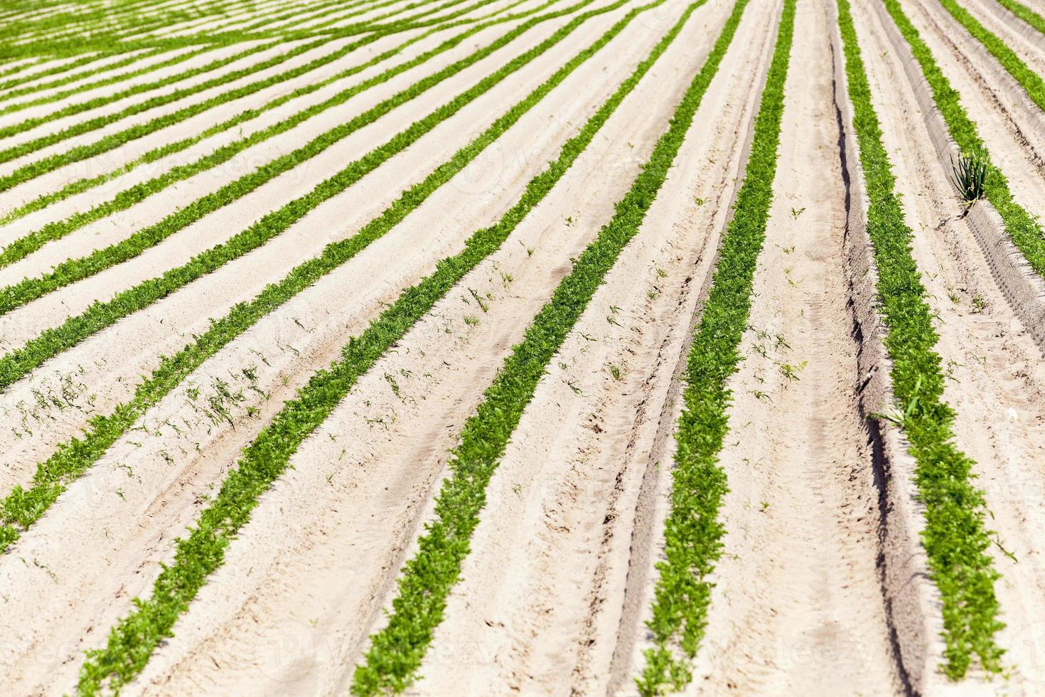 campo con zanahoria foto