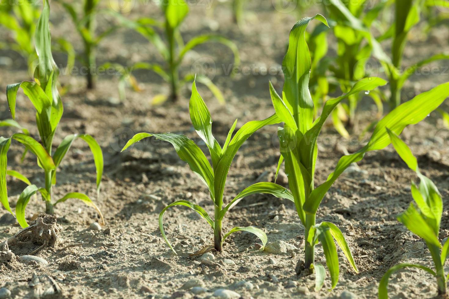 Corn field, summer photo