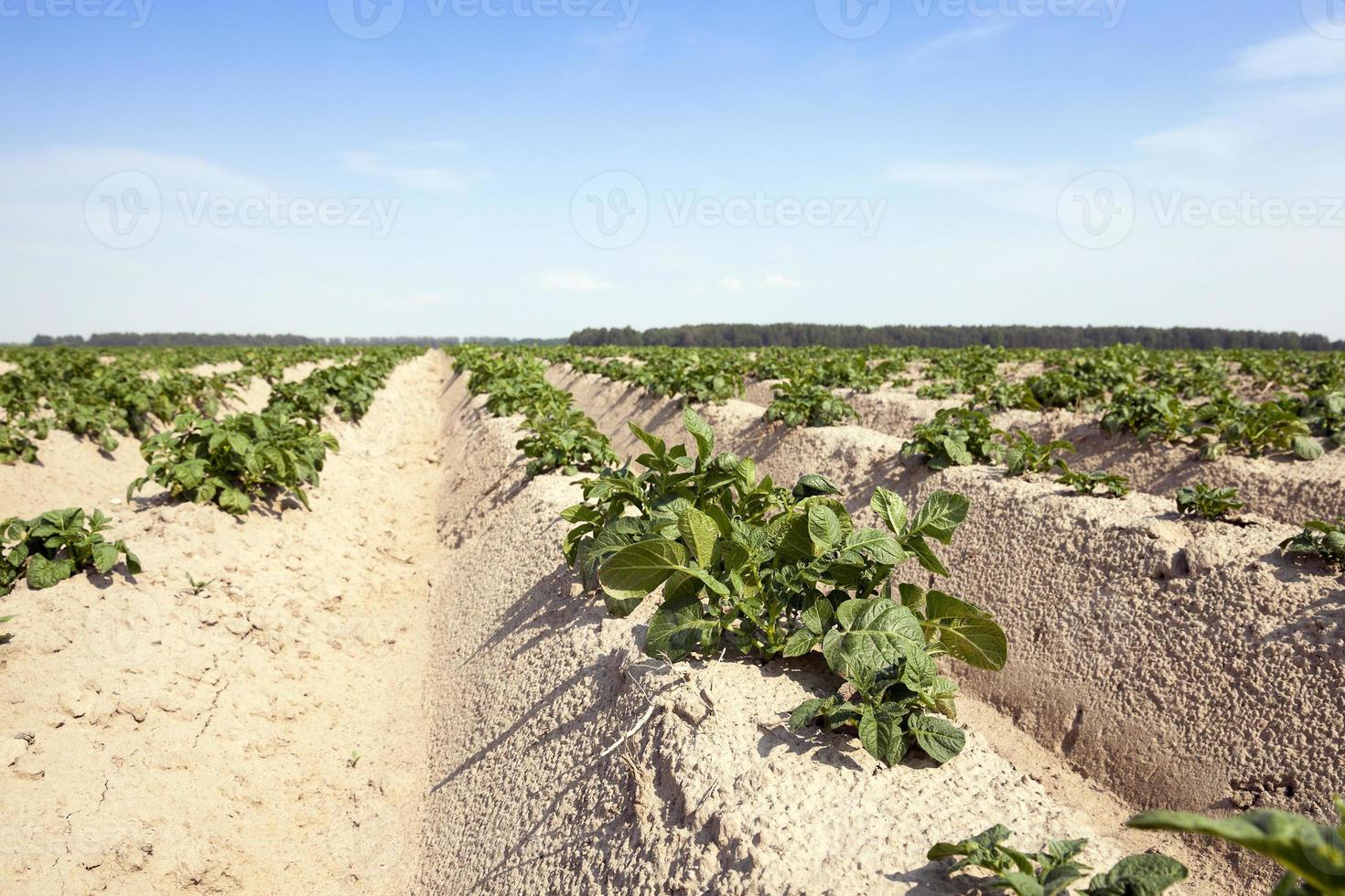 Potatoes in the field photo