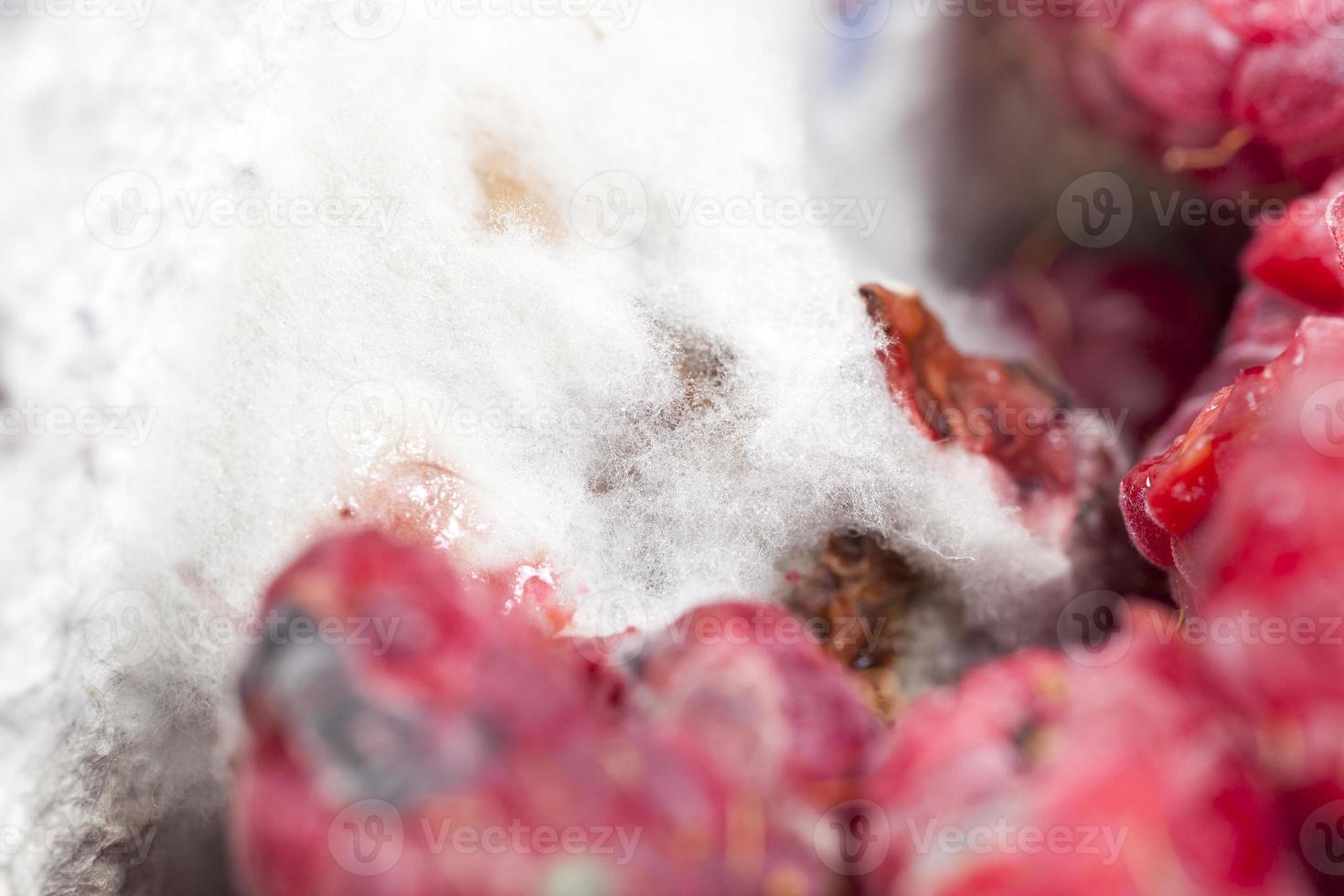 mold on the raspberries photo